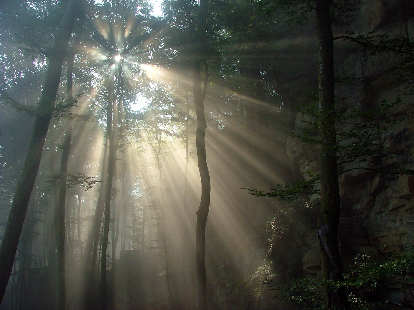 Morgensonne im Urwald