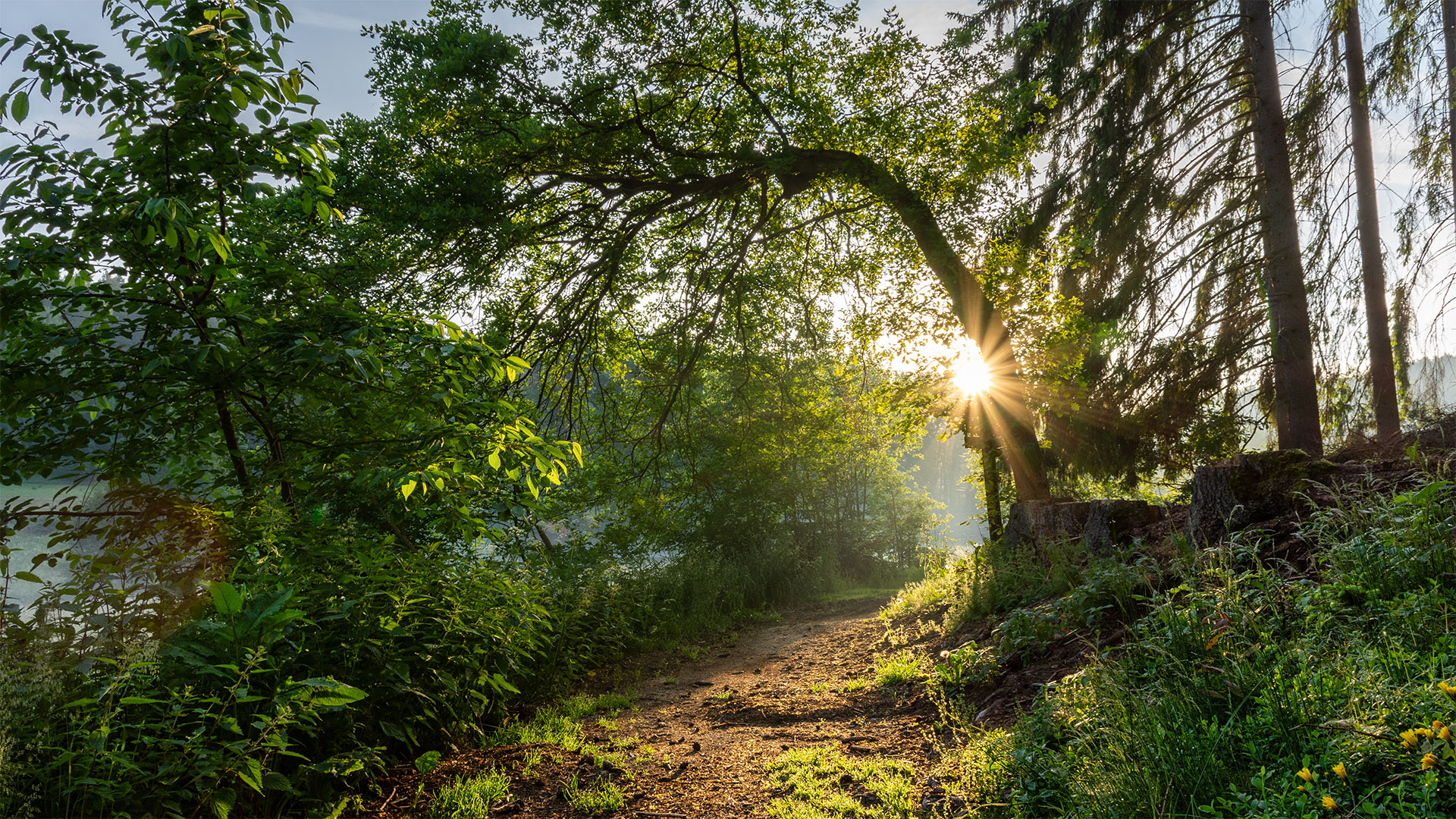 Morgensonne im Wald