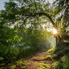 Morgensonne im Wald