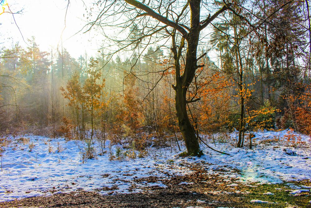 Morgensonne im Wald