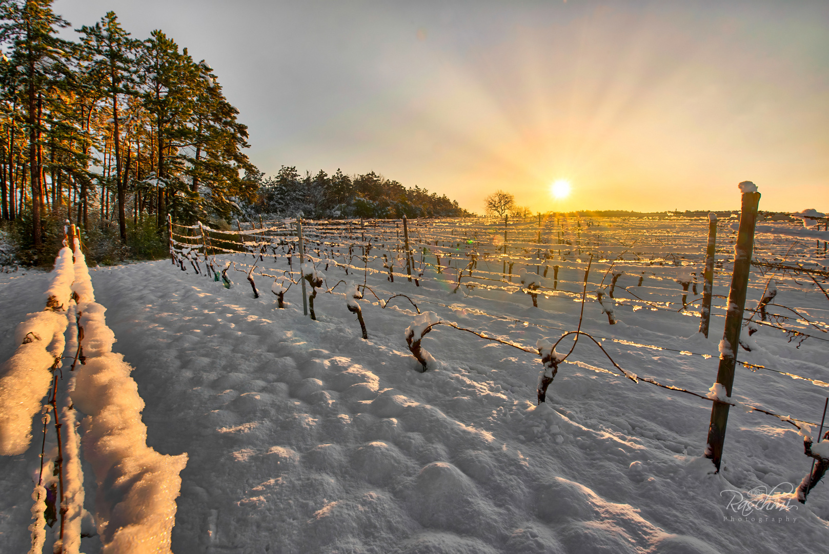 MORGENSONNE IM WEINBERG