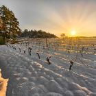 MORGENSONNE IM WEINBERG