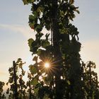 Morgensonne im Weinlaub