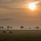 Morgensonne in der ostfriesischen Savanne