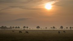 Morgensonne in der ostfriesischen Savanne