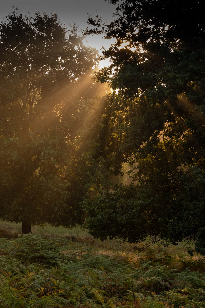 Morgensonne in der Wahner Heide