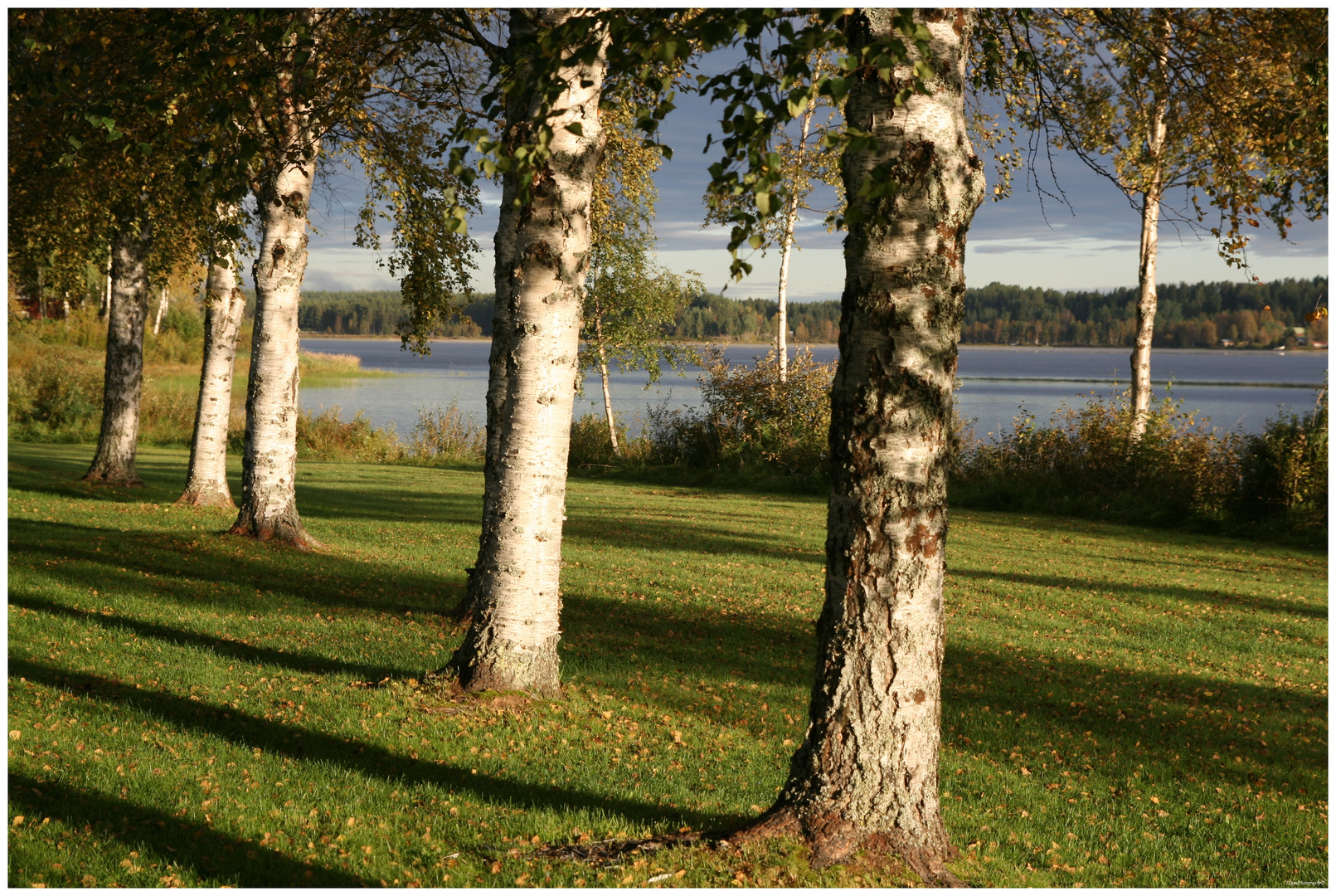 Morgensonne in schwedischen Birken