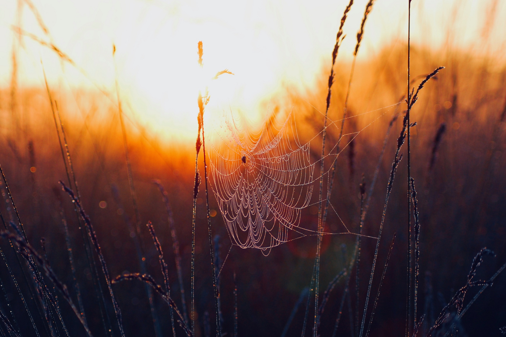 Morgensonne küsst Spinnennetz