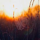 Morgensonne küsst Spinnennetz