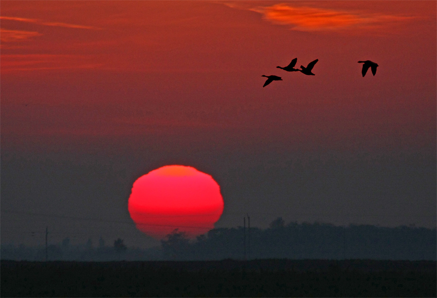 Morgensonne mit Gänsen