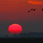 Morgensonne mit Gänsen