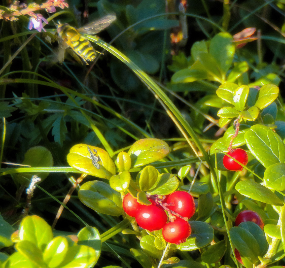 Morgensonne ..."Preiselbeeren" auf Heidekrautwiese