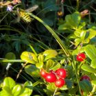 Morgensonne ..."Preiselbeeren" auf Heidekrautwiese