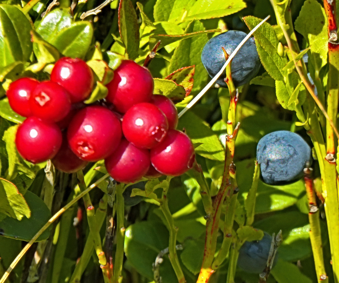 Morgensonne, "Preiselbeeren/Heidelbeeren" auf Heidekrautwiese