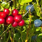 Morgensonne, "Preiselbeeren/Heidelbeeren" auf Heidekrautwiese