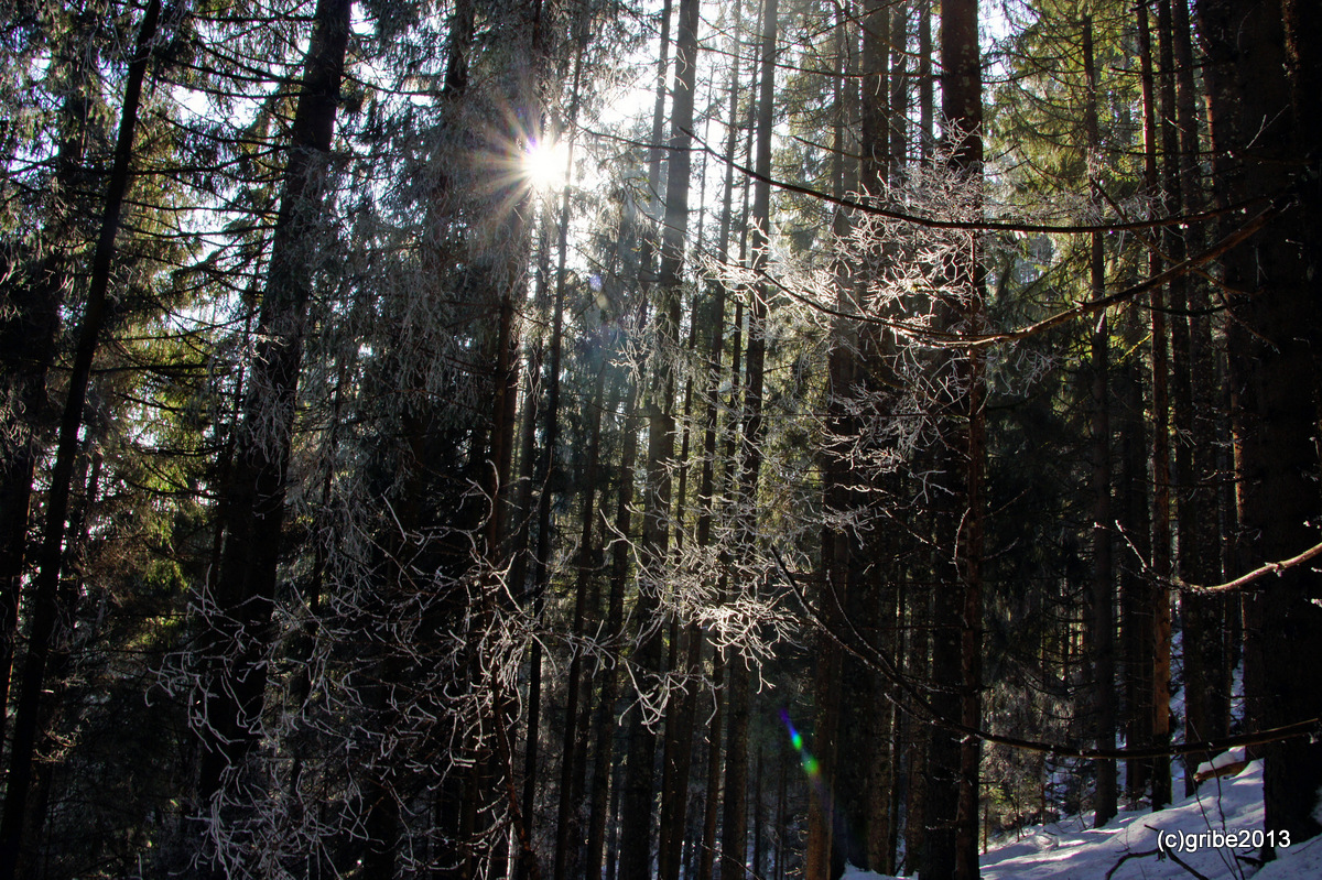 Morgensonne trifft auf Reif