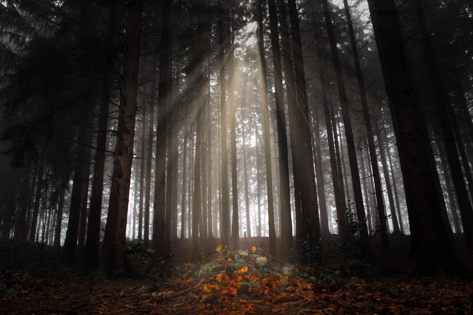 Morgensonne trifft auf Wald