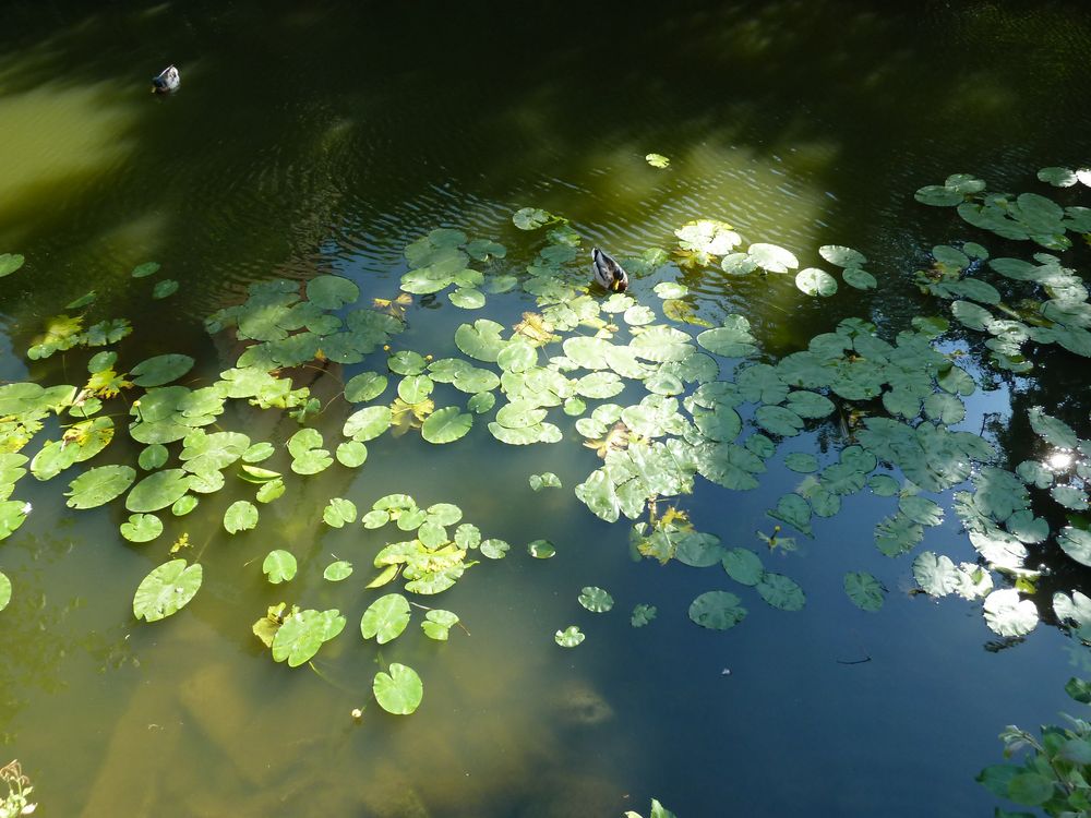 Morgensonne über dem  See