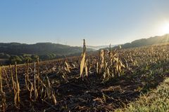 Morgensonne über dem Stoppelfeld