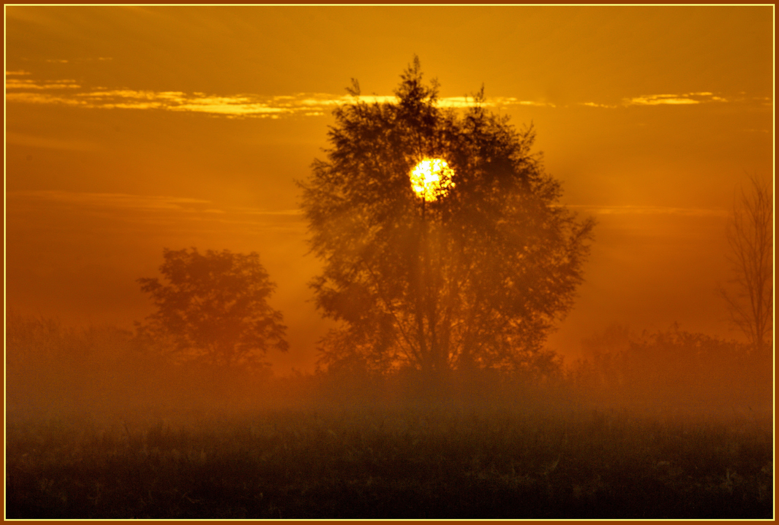 Morgensonne über den Spreewiesen im Nebel