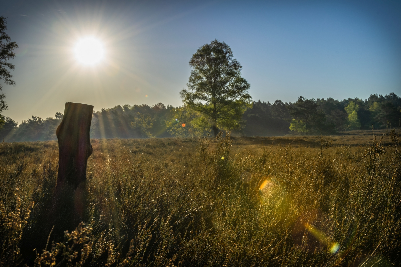 Morgensonne über der Heide