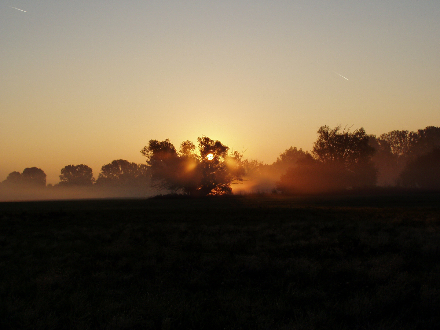 Morgensonne und Baum