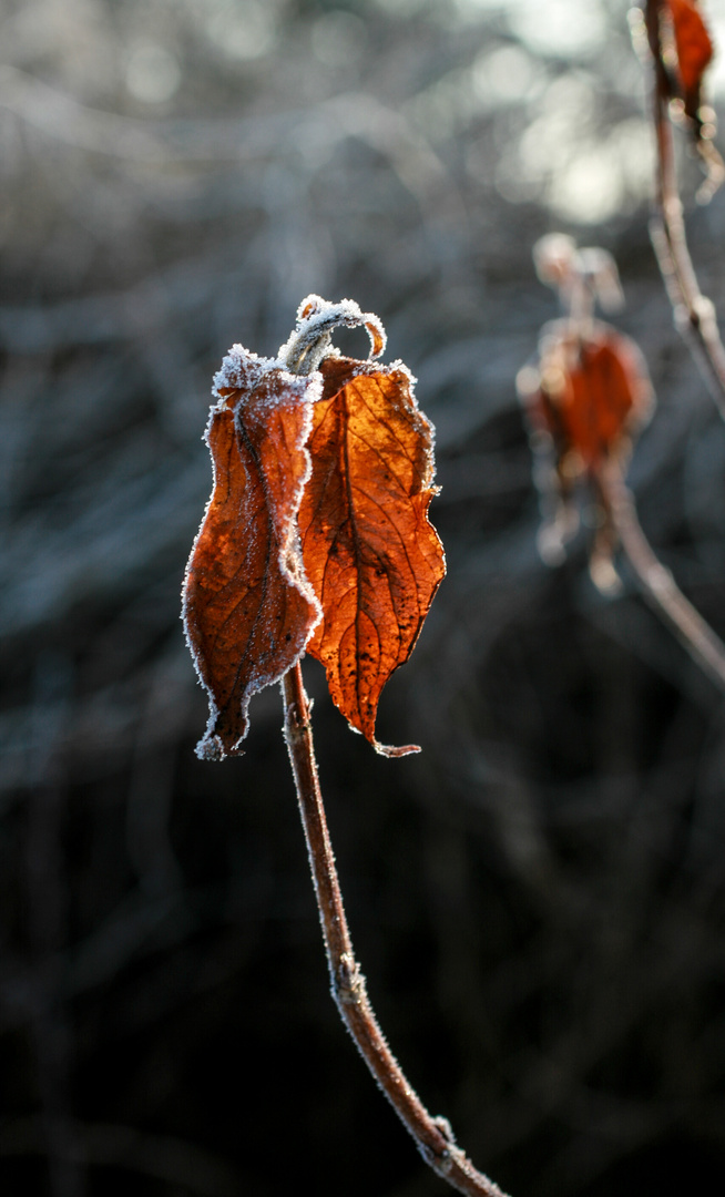 Morgensonne und Bodenfrost