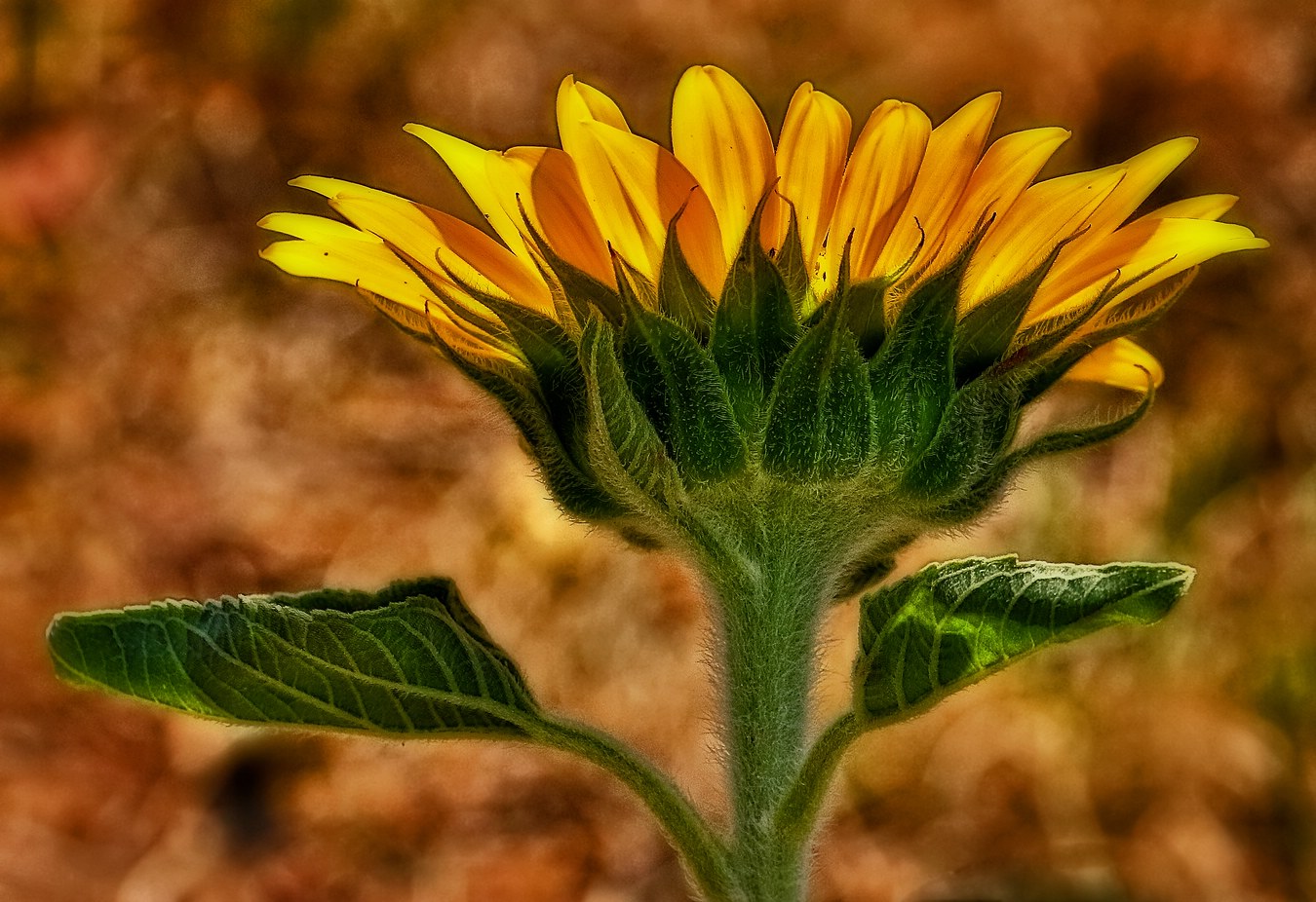 Morgensonne und die Sonnenblume