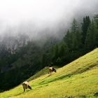 Morgensonne vertreibt den Nebel im Anstieg