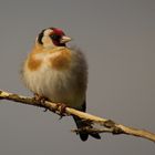 Morgensonnenbad mit Rückenwind - Stieglitz (Carduelis carduelis)