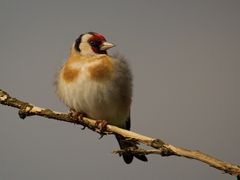 Morgensonnenbad mit Rückenwind - Stieglitz (Carduelis carduelis)