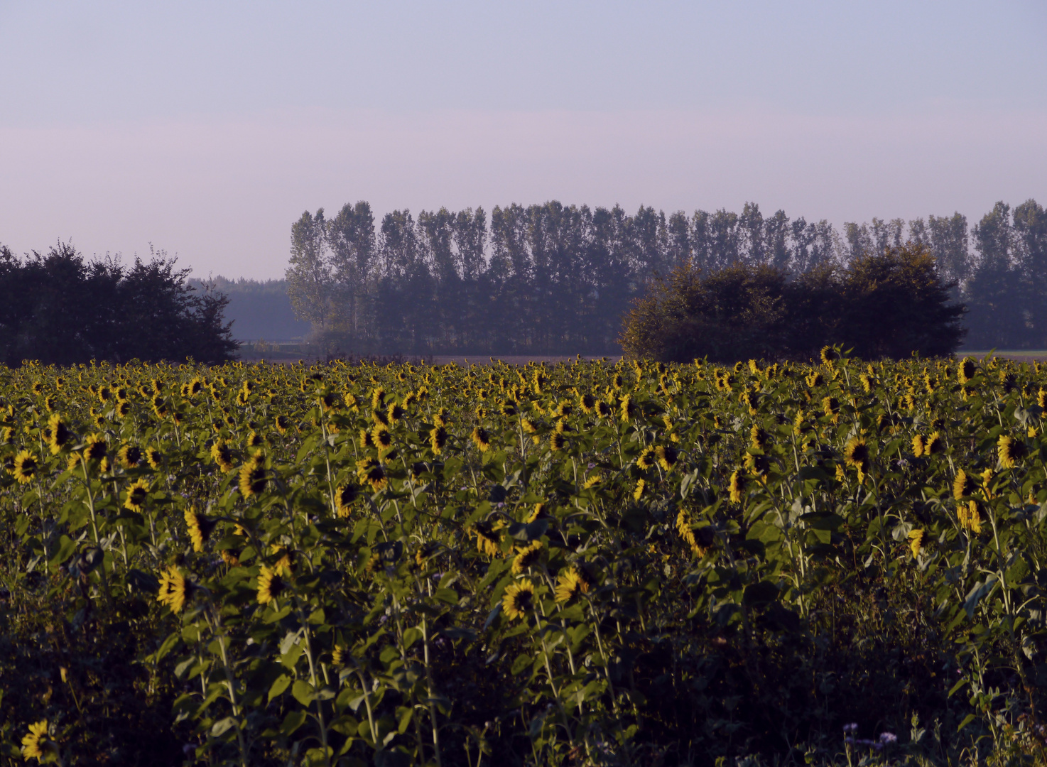 Morgensonnenblumen