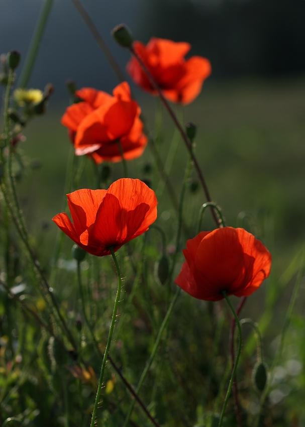 Morgensonnenmohn