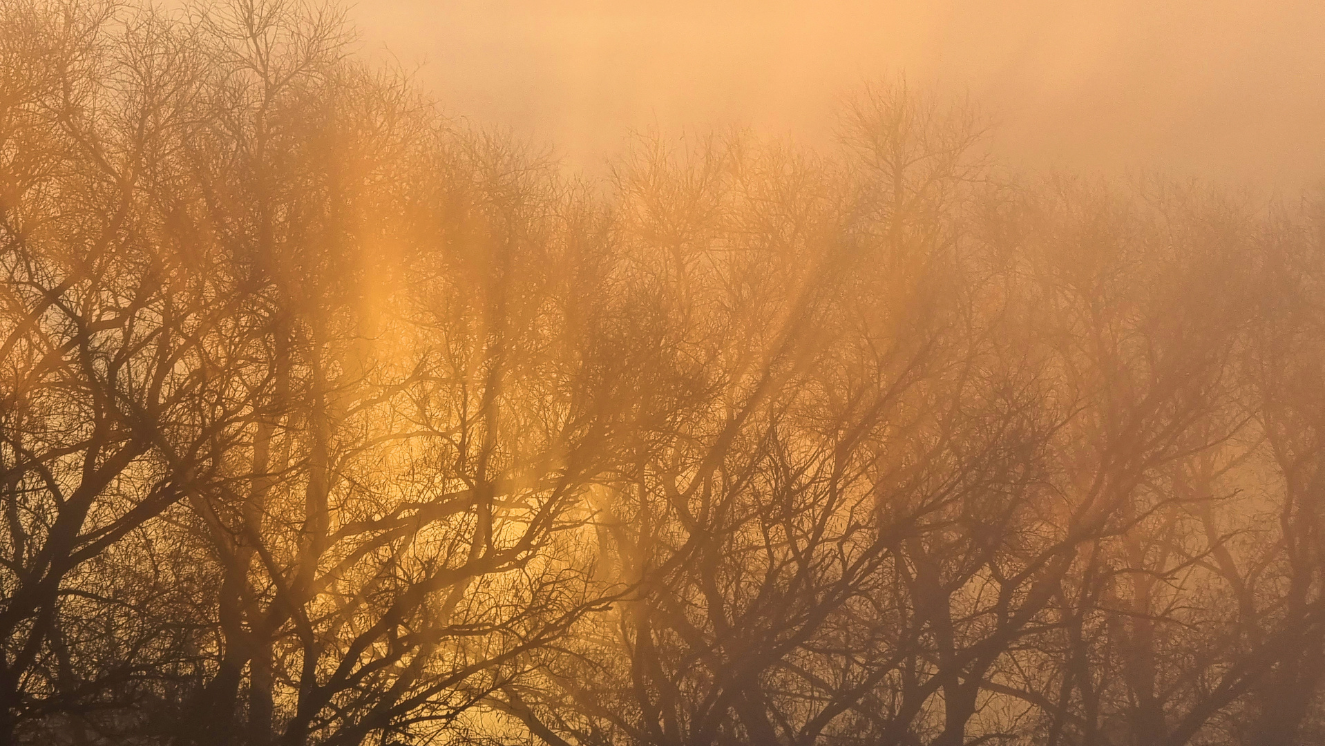 Morgensonnenstrahlen im Nebel