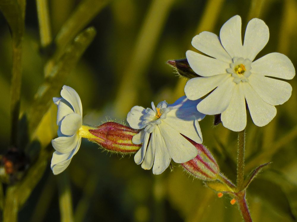 pflanzen für morgensonne