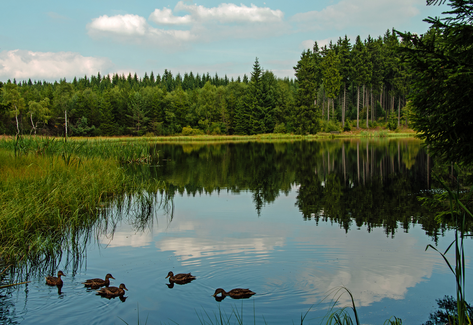 Morgenspatziergang am Lehmheider Weiher  