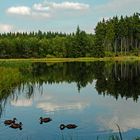 Morgenspatziergang am Lehmheider Weiher  