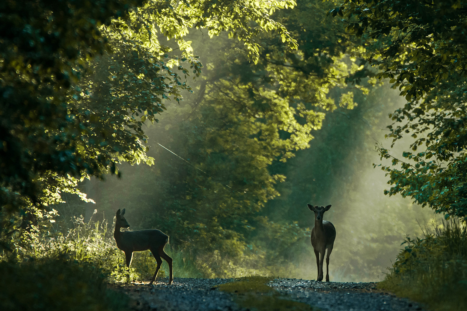 Morgenspaziergang