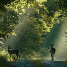 Morgenspaziergang