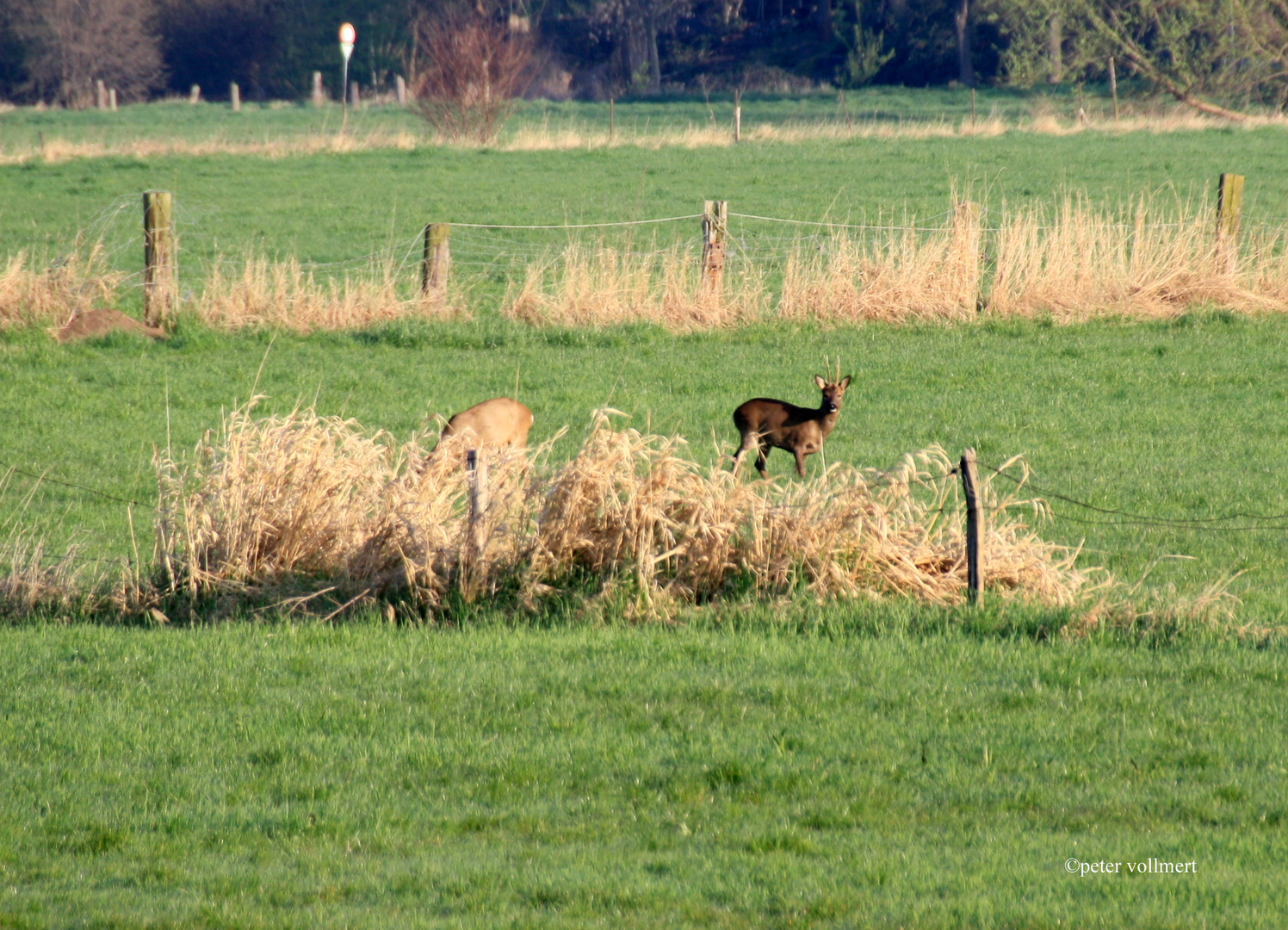 Morgenspaziergang 2