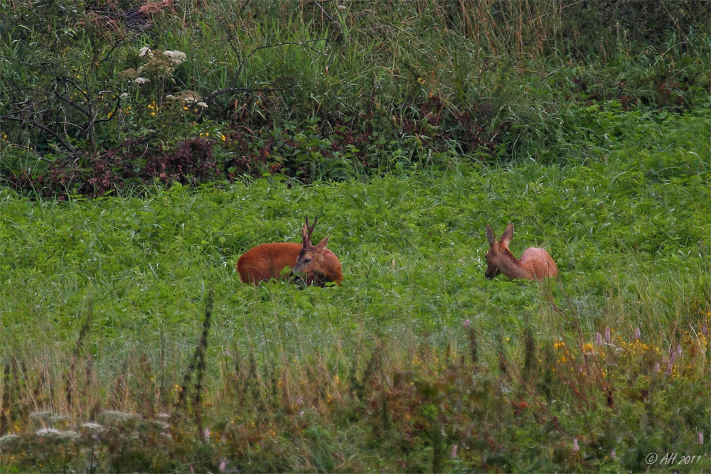 Morgenspaziergang 2