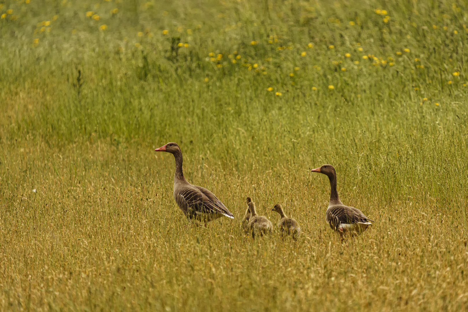 Morgenspaziergang - 25.05.2020