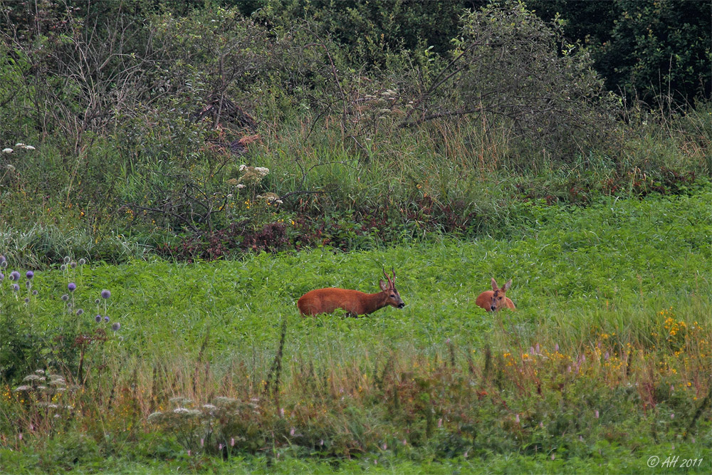 Morgenspaziergang 3