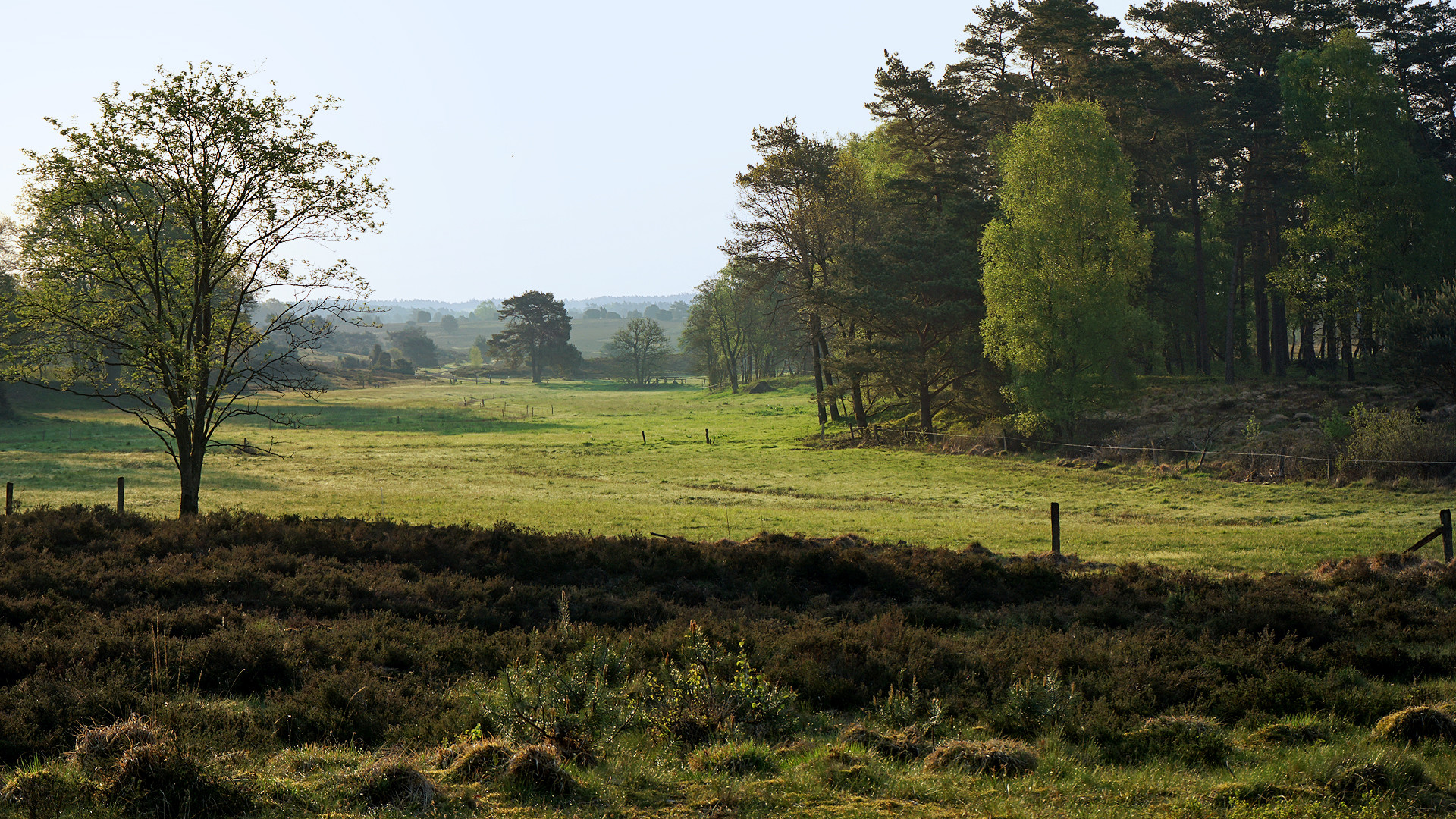 Morgenspaziergang 3