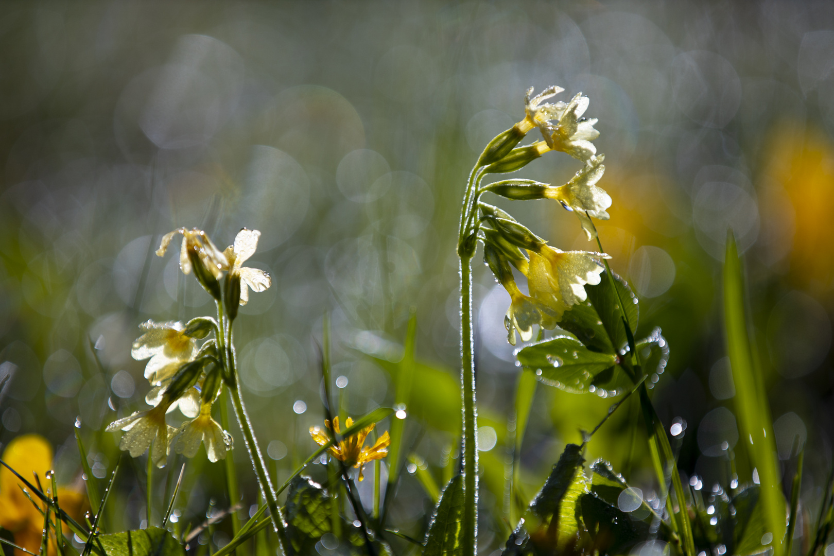 Morgenspaziergang (4 von 14)