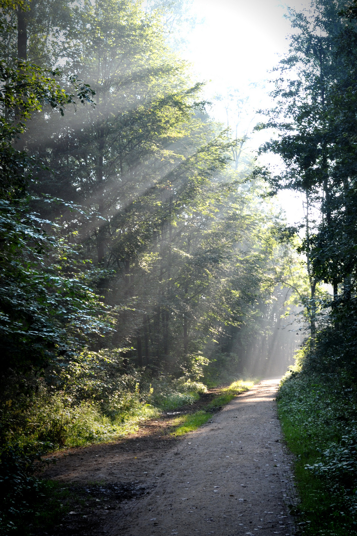 Morgenspaziergang