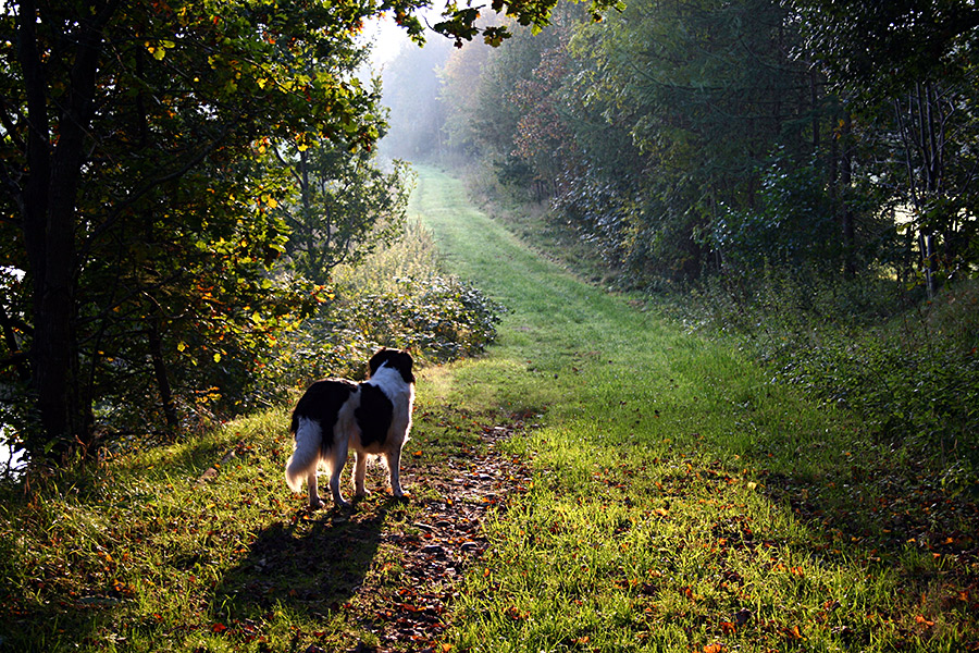 Morgenspaziergang