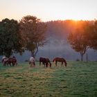 Morgenspaziergang