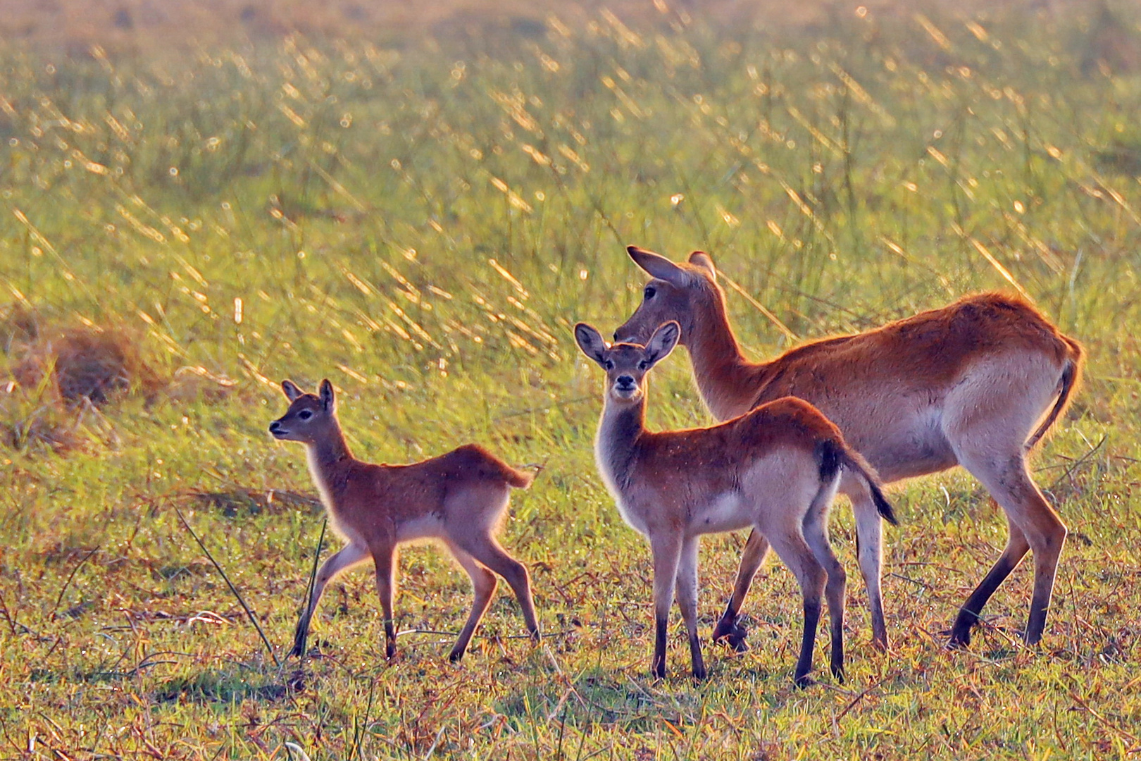 Morgenspaziergang