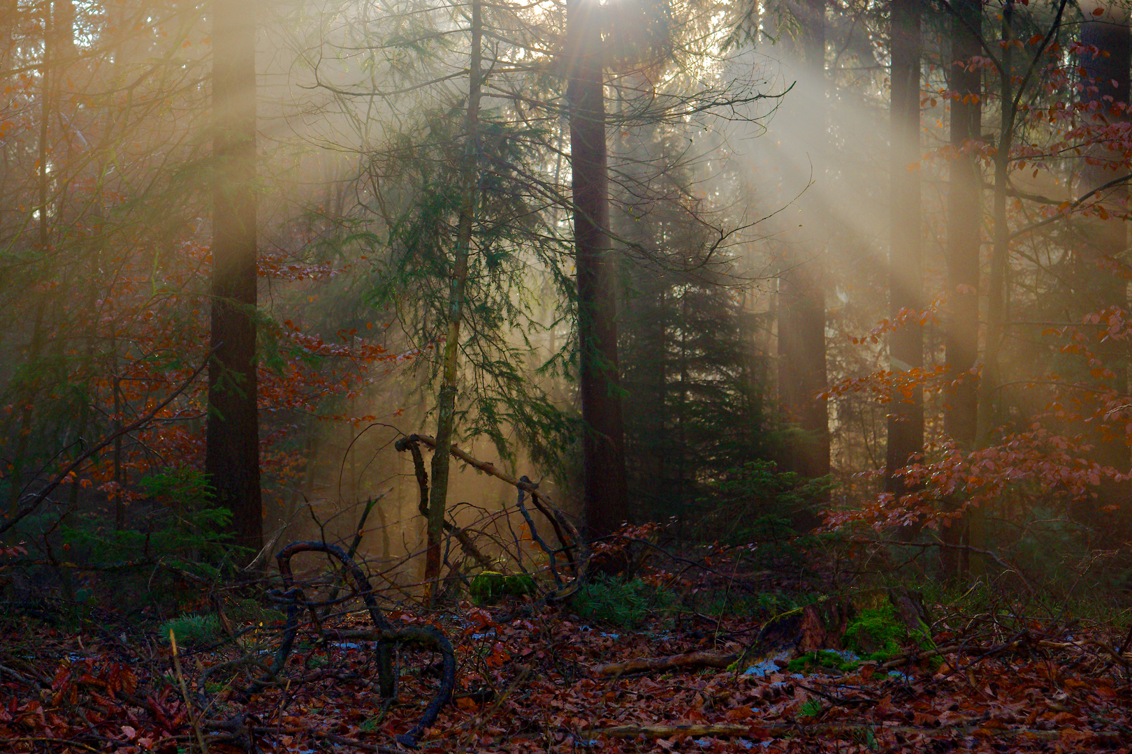 Morgenspaziergang 